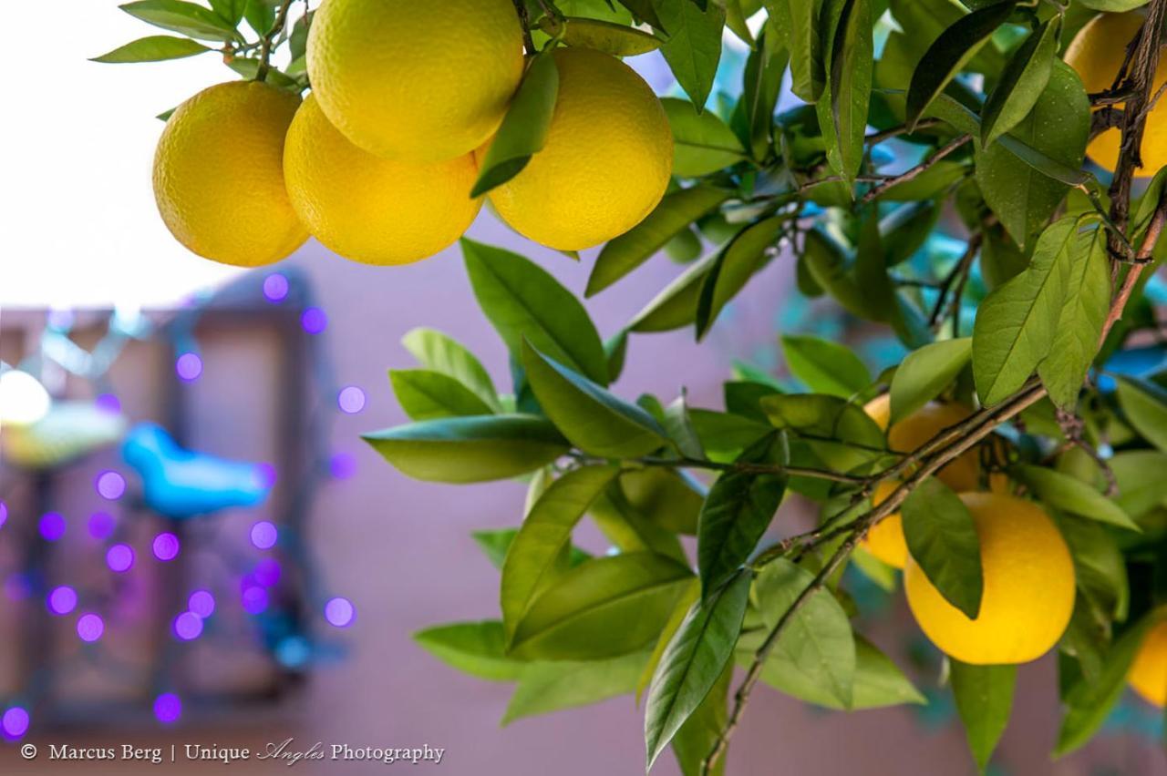 Adobe Rose Inn ツーソン エクステリア 写真